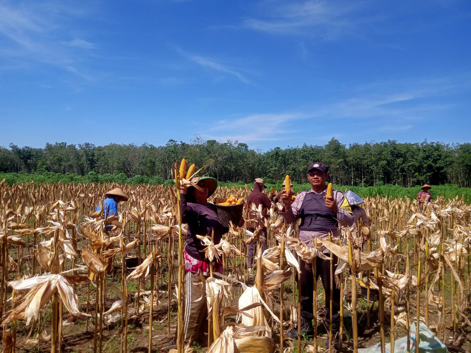 Bhabinkamtibmas Polsek Tumijajar Laksanakan Panen Jagung di Tiyuh Kagungan Ratu Agung